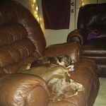 Profile Picture of Timothy Ross (@timothylovebelinda) on Instagram