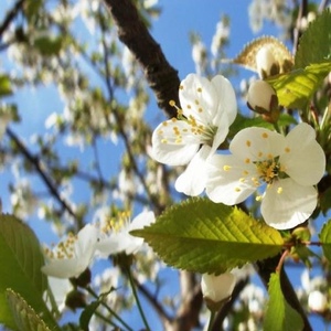 Profile Picture of Louise Eliasson (@203329187) on Myspace