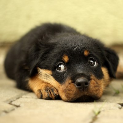 Profile Picture of Sayed_stark (@rottweiler_lisa) on Twitter