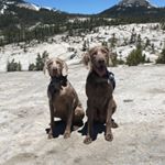 Profile Picture of Graycie Mae & Steel Manning (@grayciensteel_partnersinweim) on Instagram