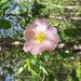 Profile Picture of June Wiles (@junewiles) on Pinterest
