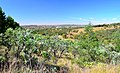 Profile Picture of Moreleta Kloof Nature Reserveon Wikipedia