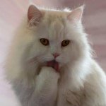 Profile Picture of Shayladinh (@takesshit) on Instagram