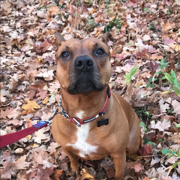 Profile Picture of Juliana Stravato (@jstravato) on Poshmark