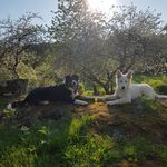 Profile Picture of Småbruket på Aadalen gård (@smabruketaadalen) on Instagram