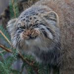 Profile Picture of Tracy Eckertson (@vvildflames) on Instagram