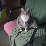 Profile Picture of Fat Amy Cat (@fatamycatchronicles) on Instagram