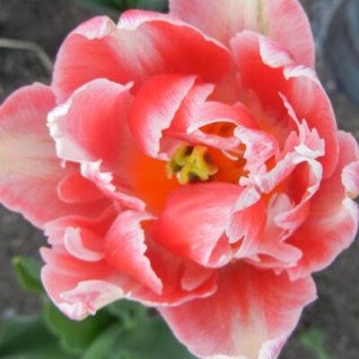 Profile Picture of Shirley-Ann George (@ShirleyAnnGeorg) on Twitter