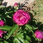 Profile Picture of Reba Ball (@ballreba) on Instagram