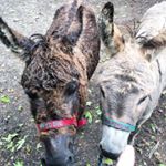 Profile Picture of Freddie and Mr Percival (@minisoffulfordfolly) on Instagram