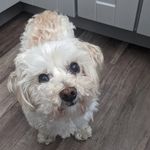 Profile Picture of bill (@wildlife_watchers_) on Instagram