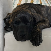 Profile Picture of Hailey Armstrong (@haileyarmstrong7509) on Youtube