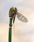 Profile Picture of Mayflyon Wikipedia