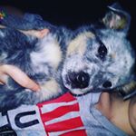 Profile Picture of Jacob Ronald Harlach Gossett (@itzzsuicide._.dog) on Instagram
