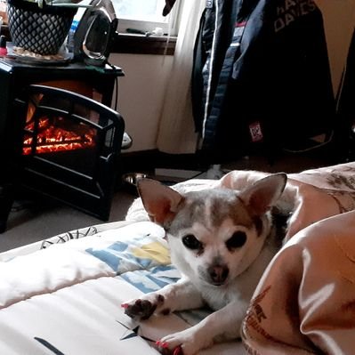 Profile Picture of Stephen Sylvia (@nickeydog) on Twitter