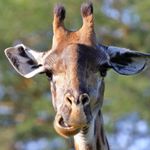 Profile Picture of Michael Ortner (@ortner190) on Instagram