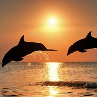 Profile Picture of Dominique Chandler (@dominique-chandler-6) on Quora