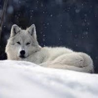 Terrell Wade - Quora Profile Picture of Terrell Wade (@terrell-wade) on Quora