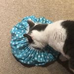 Profile Picture of Leah Hodgson (@biscuit_and_kenny) on Instagram