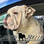 Profile Picture of starkeys bully ranch babe ruth (@starkeys_bully_ranch_babe_ruth) on Instagram