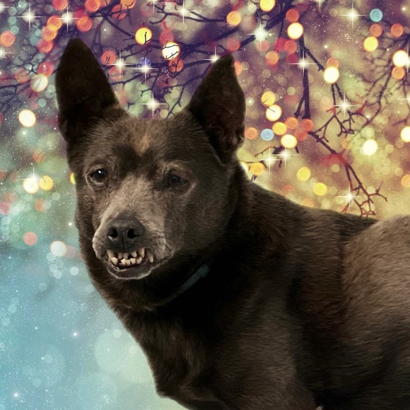 Profile Picture of Tracia Kunovic (@mrgooddog) on Poshmark