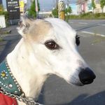 Profile Picture of 東青山ロビン (@robin.higashiaoyama2) on Instagram