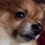 Profile Picture of Ginger Wilson (@ginger.lugene) on Instagram