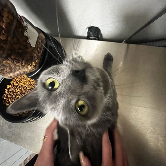 Profile Picture of Lainey Jongeward (@laineybulldog) on Poshmark