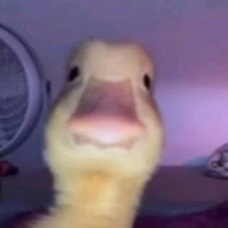 Profile Picture of Amanda👑 (@amandayelpatofachero) on Tiktok