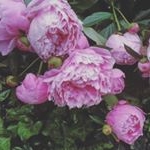 Profile Picture of ALEX (@alexbroome) on Instagram