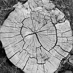 Profile Picture of Robin Bell (@robinf.bell) on Flickr