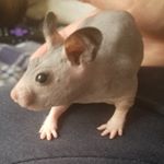 Profile Picture of Harold Hammy (@haroldhairlesshammy) on Instagram