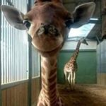 Profile Picture of Rose Haddock-Judy (@rosehaddockjudy) on Instagram