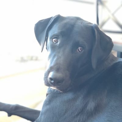 Alexander Beaton - Twitter Profile Picture of Alexander Beaton (@abeaton12) on Twitter