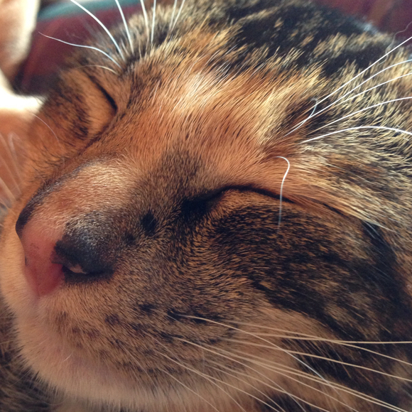 Profile Picture of Thea Zimnicki (@tzim) on Poshmark