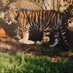 Profile Picture of jason walpole (@walpole.jason) on Instagram