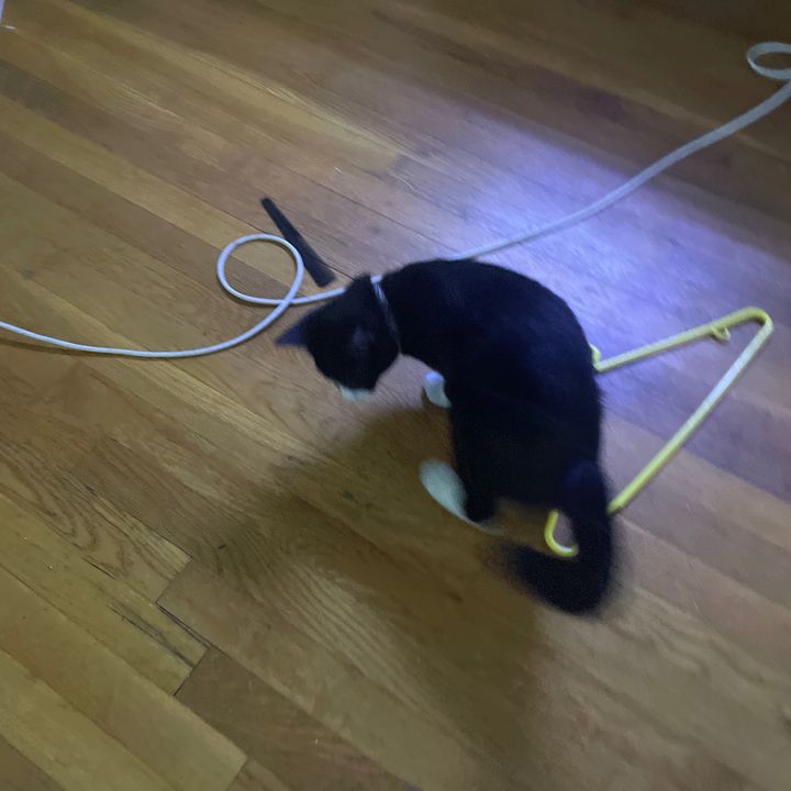 Profile Picture of Jacquelyn Mello (@jacquelynmello) on Tiktok