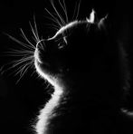 Profile Picture of Greg León (@Greg-León) on Facebook