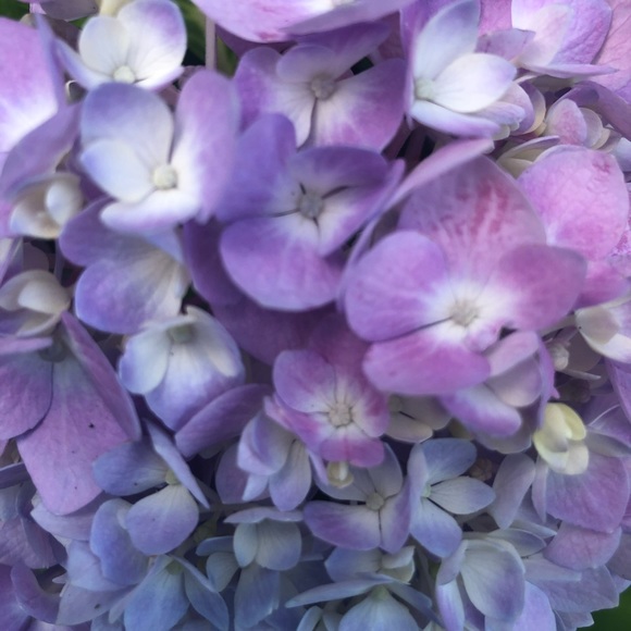 Profile Picture of Sherri Crain (@scrain6970) on Poshmark