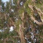 Profile Picture of Kimberly Greg Gray (@kim1gray) on Instagram