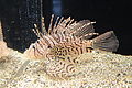 Profile Picture of Luna lionfishon Wikipedia