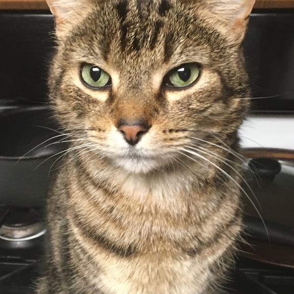 Profile Picture of Lisa Boyer (@ladyblue1960) on Poshmark