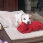 Profile Picture of tony olivieri (@brooklynpossum) on Instagram