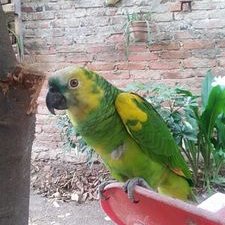 Profile Picture of Jose Luis Aranibar G. (@comseraoa) on Twitter