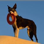 Profile Picture of Shiner James-Pantling (@shinerjamespantling) on Instagram