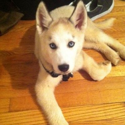 Profile Picture of Jacob Moyer (@jahcobee) on Twitter