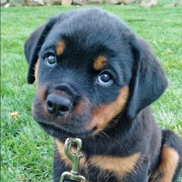 Cyrus Papulis - Poshmark Profile Picture of Cyrus Papulis (@cyyruus) on Poshmark