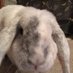 Profile Picture of Dave The Rabbit (@RabbityDave) on Twitter