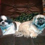 Holly Baney - Pinterest Profile Picture of Holly Baney (@bradygeorge) on Pinterest