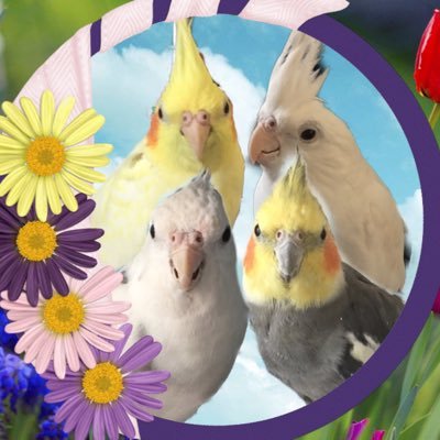 Profile Picture of  🇨🇦Ziggy, Flower, And Sophie 🇨🇦 (@Ziggy_n_Flower) on Twitter